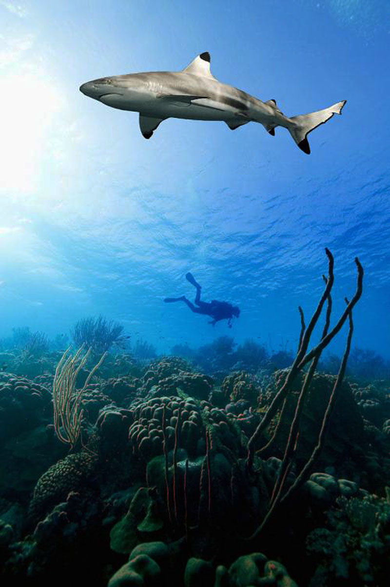 鯊魚為什么不吃潛水員？