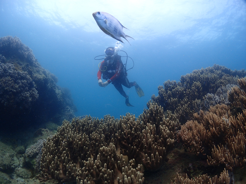 目前世界較大的潛水培訓系統(tǒng)有哪些？