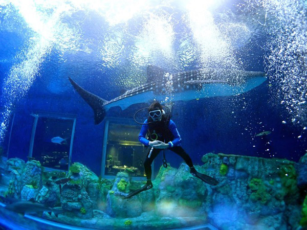 潛在水里，學(xué)做一條靜靜的魚(yú)