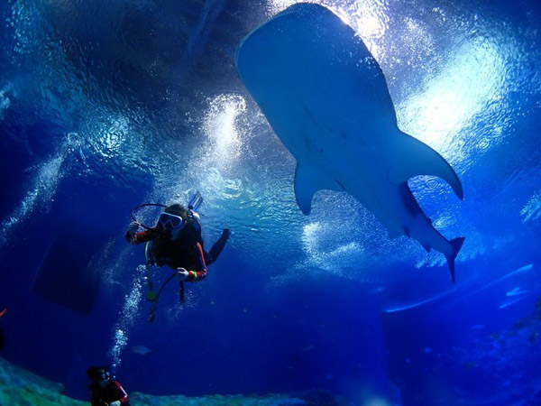 潛在水里，學(xué)做一條靜靜的魚(yú)