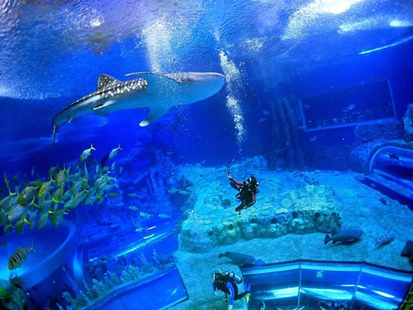 潛在水里，學(xué)做一條靜靜的魚(yú)