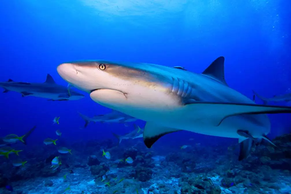 【水肺潛水安全嗎？】轉(zhuǎn)自PADI