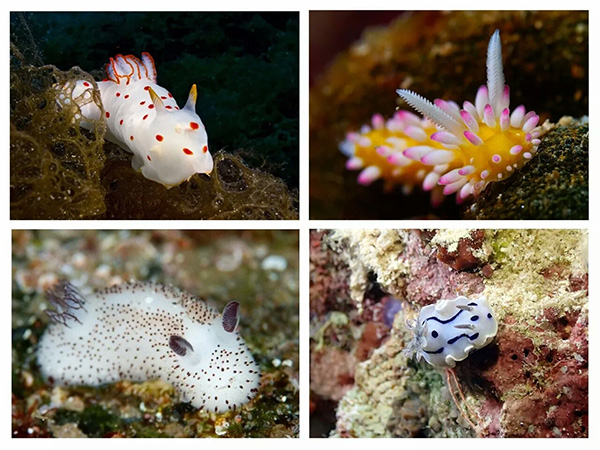 【潛水這艘賊船，這次開往上帝的花園】文章轉(zhuǎn)自/三聯(lián)生活周刊