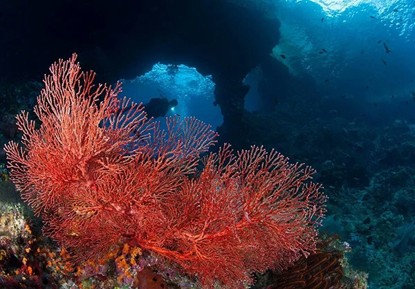 【潛水這艘賊船，這次開往上帝的花園】文章轉(zhuǎn)自/三聯(lián)生活周刊