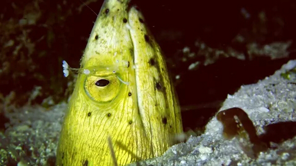 潛水拍照新姿勢，放下你的剪刀手，我們來這樣拍