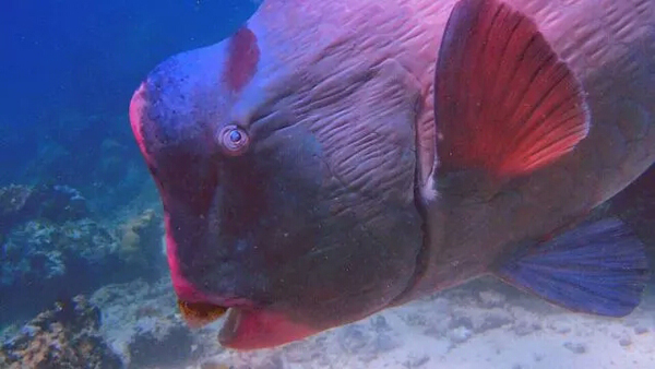 潛水拍照新姿勢，放下你的剪刀手，我們來這樣拍