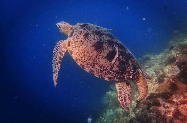 潛水拍照新姿勢，放下你的剪刀手，我們來這樣拍