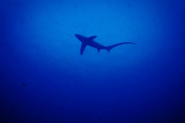 潛水拍照新姿勢，放下你的剪刀手，我們來這樣拍