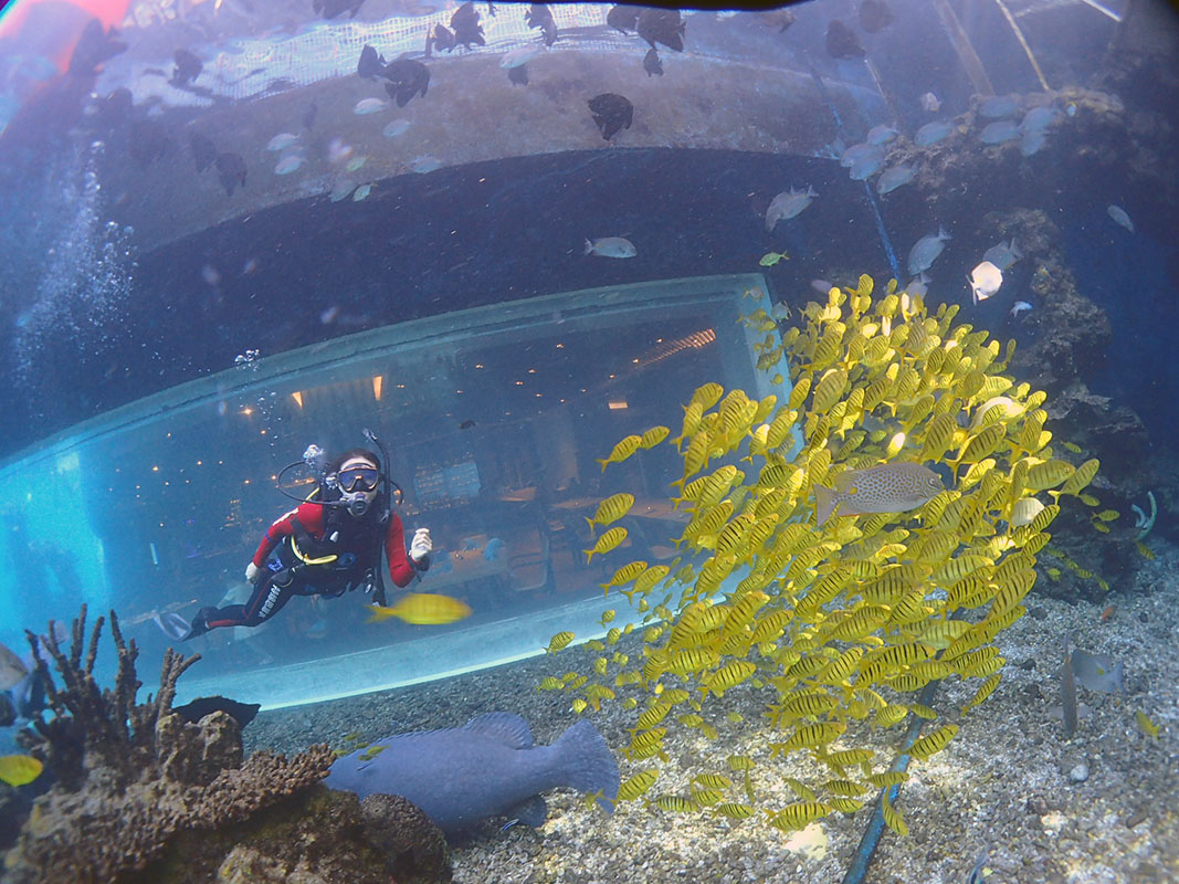 除了俯瞰大地的飛翔，還有潛入海底的翱翔。